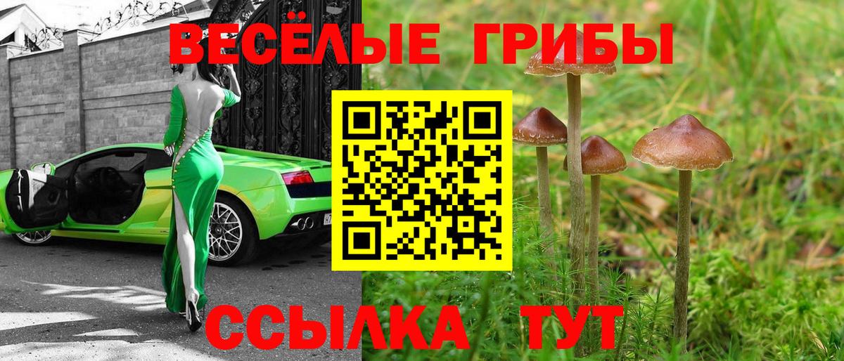 Галлюциногенные грибы Psilocybe Каменск-Шахтинский